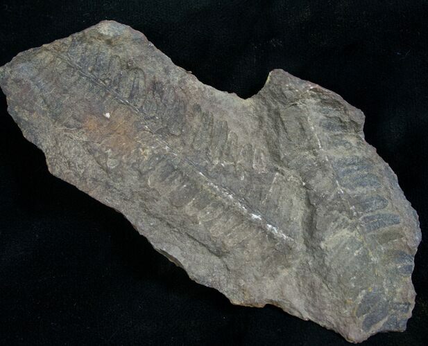 Million Year Old Fern Fossil #7856